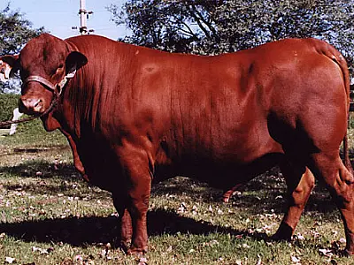 Embrapa avalia desempenho de touros senepol em MS