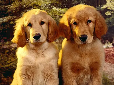 Animais já podem ser registrados com sobrenome de donos