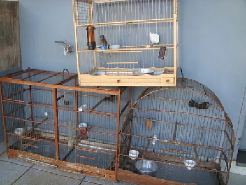 Homem é preso por criação ilegal de aves no Aero Rancho