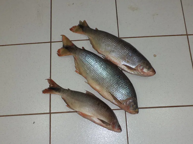 PMA autua paulista em R$ 1,7 mil com 50 kg de pescado ilegal