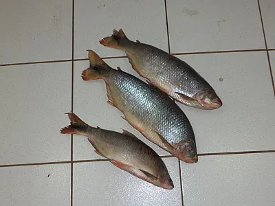 PMA autua paulista em R$ 1,7 mil com 50 kg de pescado ilegal