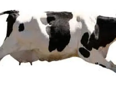 Adeus girafa! Game da vaca invisível é a nova mania da web; entenda