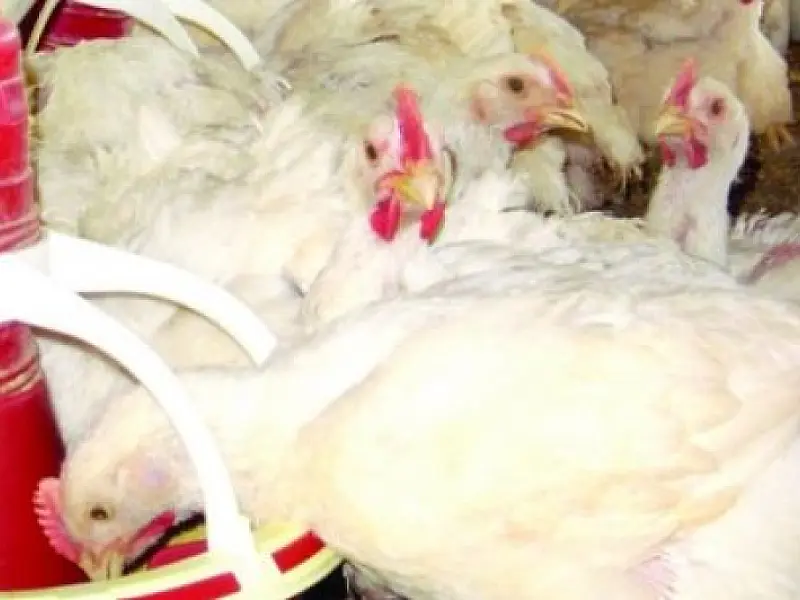 Preço frango vivo é o pior dos últimos quatro anos