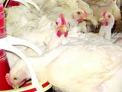 Preço frango vivo é o pior dos últimos quatro anos