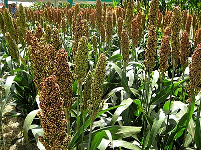 Mato Grosso do Sul é 3º no ranking nacional de produção de sorgo