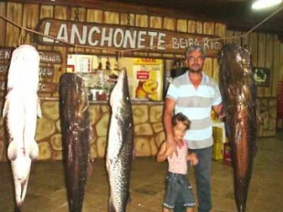 Pescador captura pintado de 40 quilos no Rio Amambaí