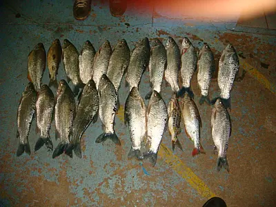 Dois pescadores de Campo Grande são presos com 30 kg de pescado