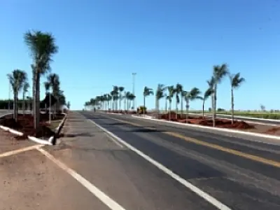 Campo Grande vai ganhar 200 mudas de árvore nativa