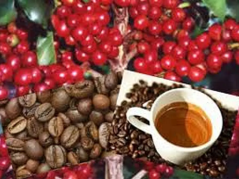 Governo adotará medidas para conter queda no preço do café