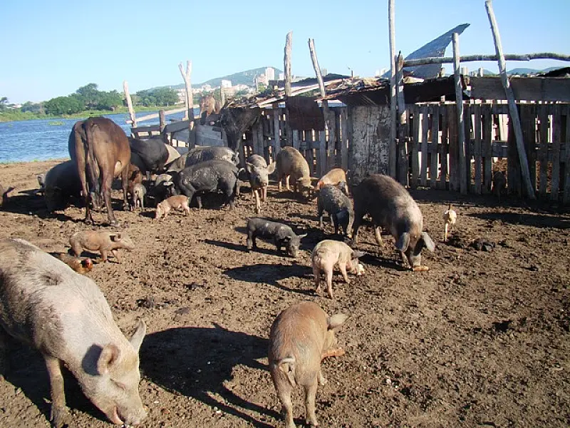 PMA autua proprietário rural em R$ 5 mil por criar animais em área de mata ciliar