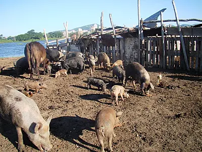PMA autua proprietário rural em R$ 5 mil por criar animais em área de mata ciliar