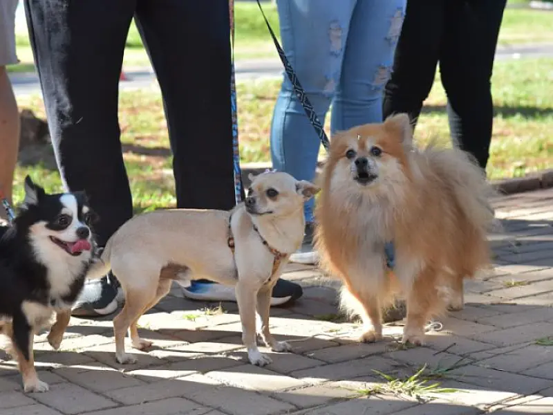 Seminário discute política de proteção aos animais em MS nesta terça e quarta-feira