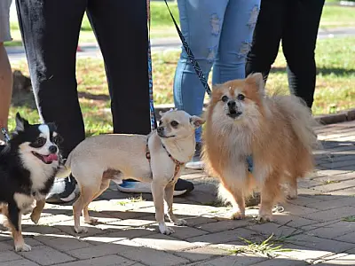 Seminário discute política de proteção aos animais em MS nesta terça e quarta-feira