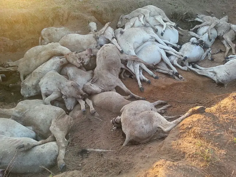 Frente fria pode ter matado mais de mil bois na cidade de Coxim