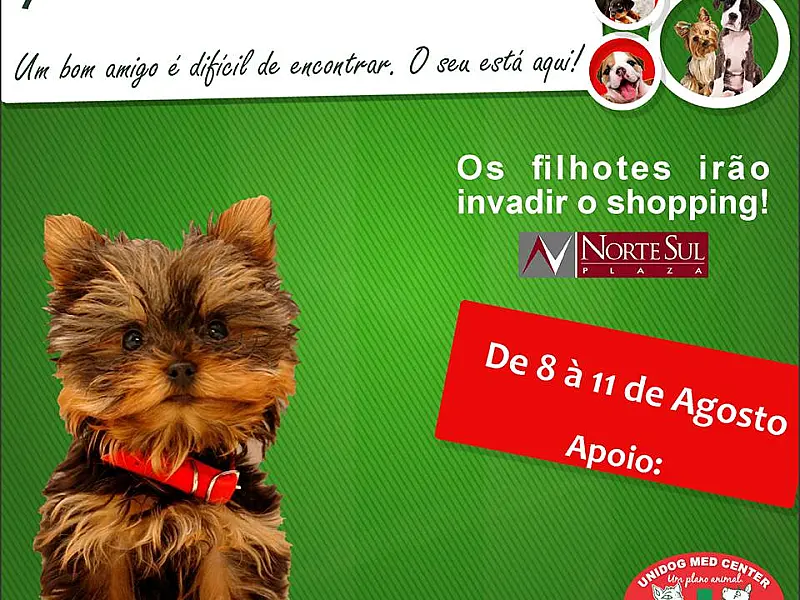 Campo Grande recebe 7ª edição da Feira de Filhotes