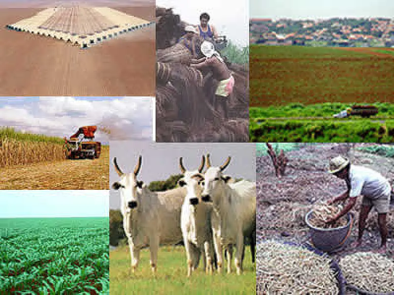 Projeto cria fundo de investimento para agronegócio