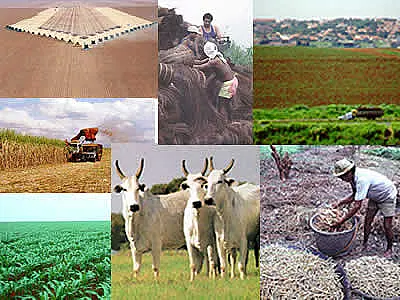 Projeto cria fundo de investimento para agronegócio