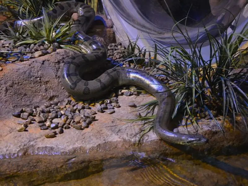 No Dia Mundial da Cobra, Bioparque Pantanal destaca importância da sucuri "Gaby" para a educação amb