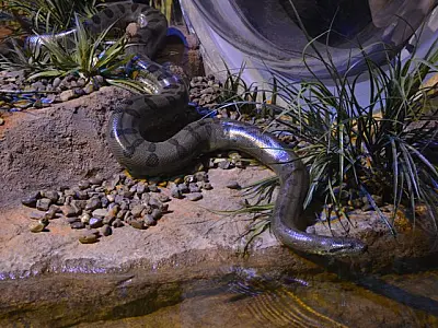 No Dia Mundial da Cobra, Bioparque Pantanal destaca importância da sucuri "Gaby" para a educação amb