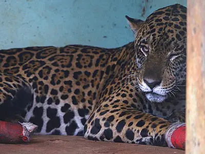 Hospital Ayty realiza manejo das onças-pintadas Antã e Miranda, resgatadas no Pantanal de MS