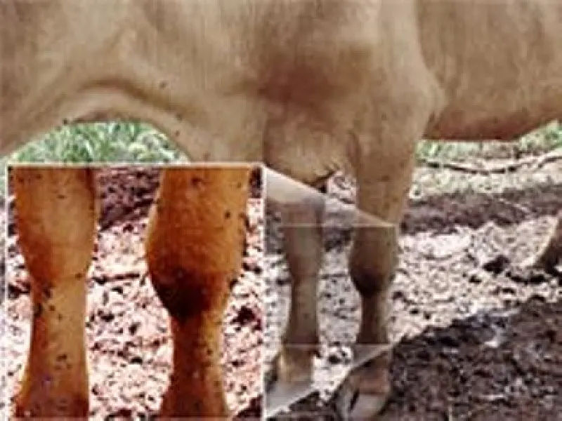 Pesquisadores discutem controle da mosca-dos-estábulos