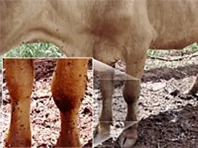 Pesquisadores discutem controle da mosca-dos-estábulos