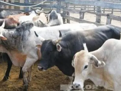 Delegação internacional chega ao Paraguai para combater foco de febre aftosa