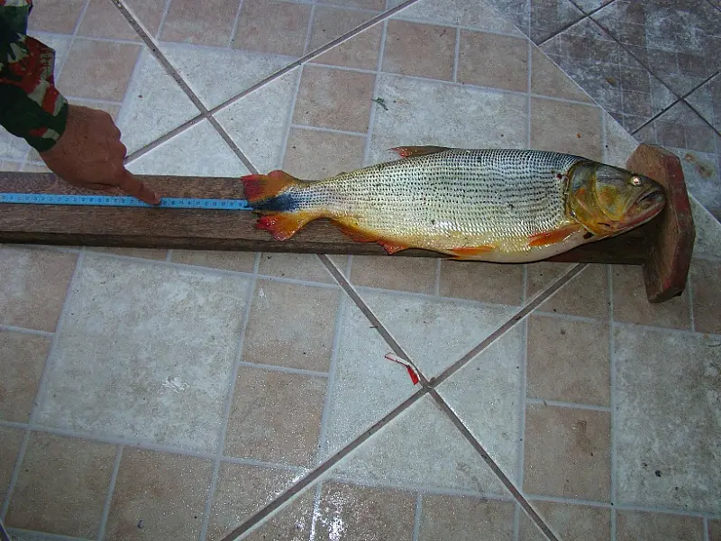 PMA prende pescador em Corumbá por pesca em local proibido