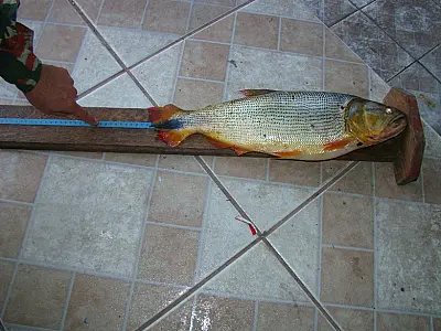 PMA prende pescador em Corumbá por pesca em local proibido