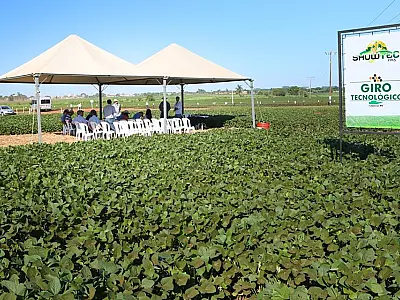 Variedade de soja é tema de giro tecnológico no Showtec 2015