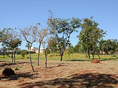 Campo Grande celebra o Dia Mundial do Meio Ambiente com avanços na preservação e ações de sustentabi