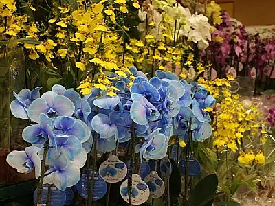 Pesquisa do Procon/MS encontra variação de até 257,14% nos presentes para os Dia das Mães
