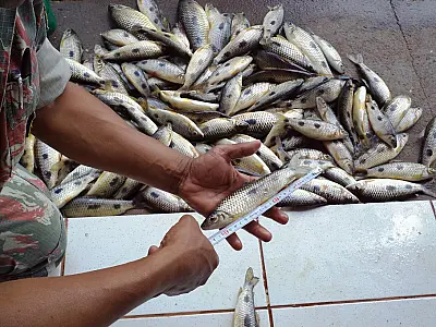 PMA autua quatro pescadores por pescar peixe fora da medida e em local proibido