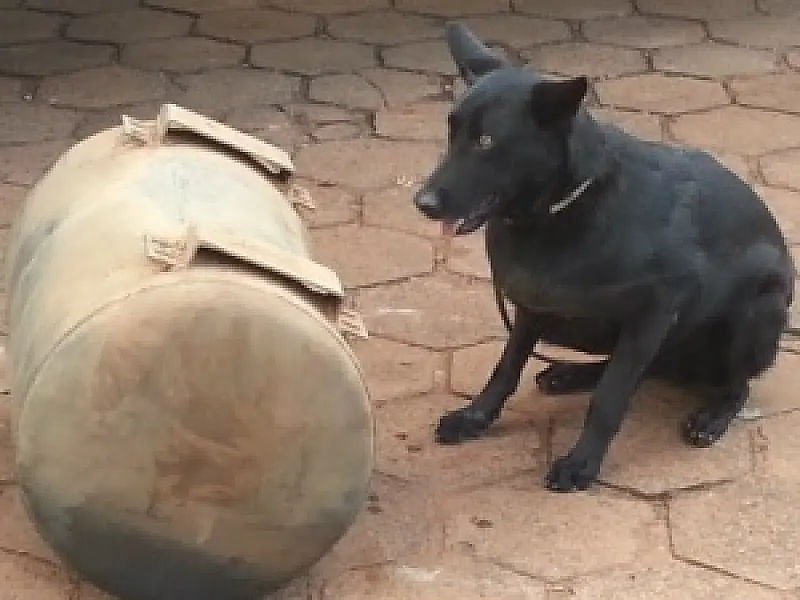 Cão farejador encontra carga de droga em carreta na MS-060
