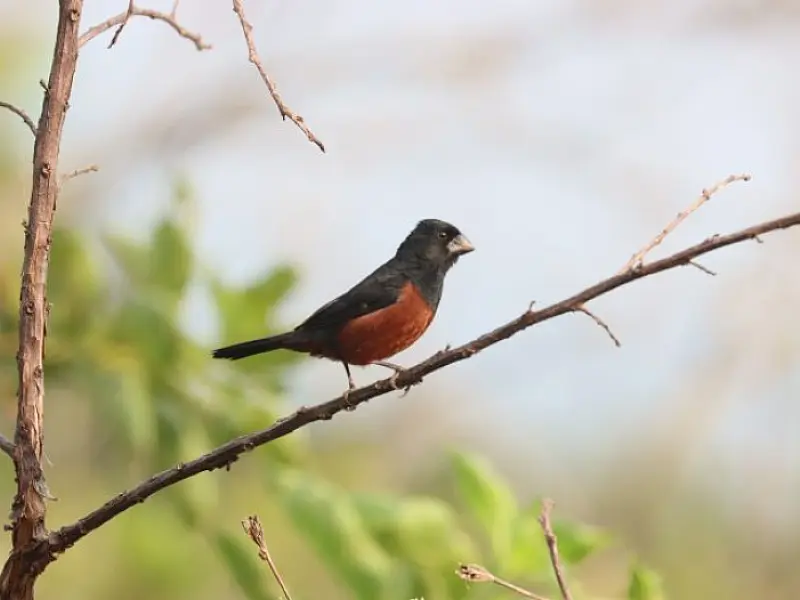 Global Big Day 2023: Mato Grosso do Sul tem sete 'hotspots' em evento mundial de observação de aves