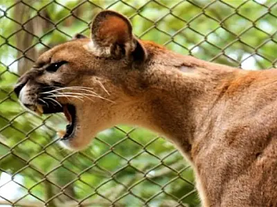 Governo sanciona lei que define as normas para proteção da fauna de MS
