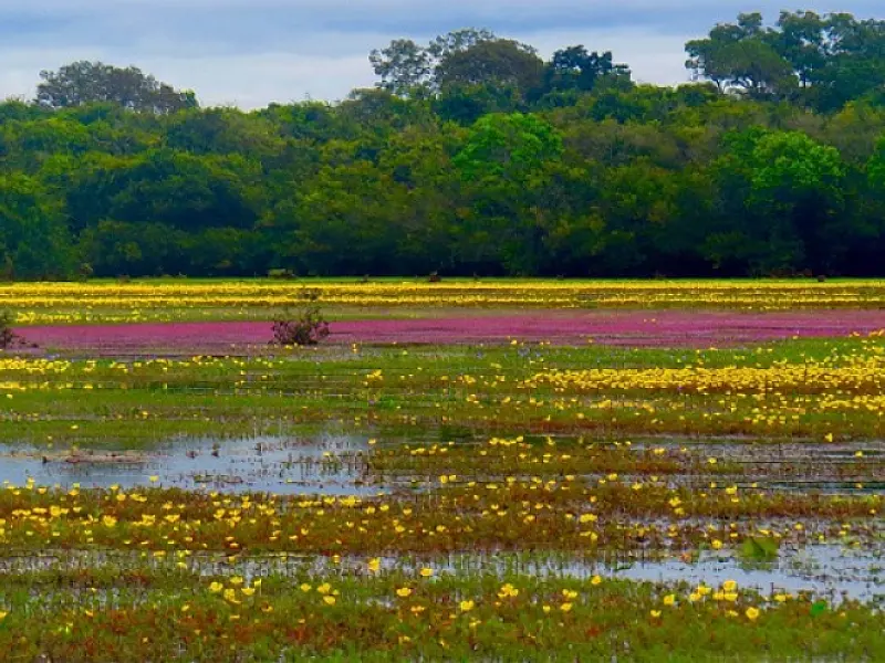Pantanal perde 13% da área total para pastagens