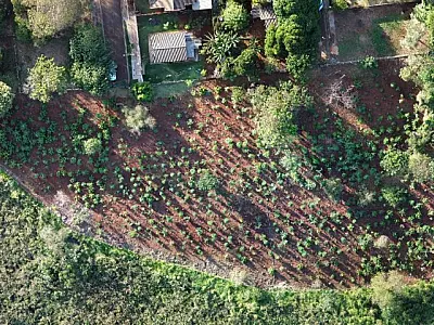 MS Verde: 1.450 mudas de árvores são plantadas pela Sanesul em reserva ambiental de Dourados
