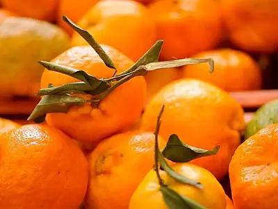 Doença greening: Iagro alerta sobre riscos na compra de mudas irregulares em MS