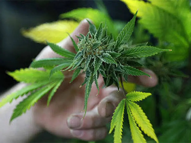 Hormônio natural bloqueia efeito da maconha no cérebro