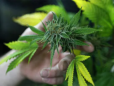 Hormônio natural bloqueia efeito da maconha no cérebro