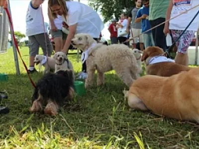 Cãominhada acontece neste domingo na capital