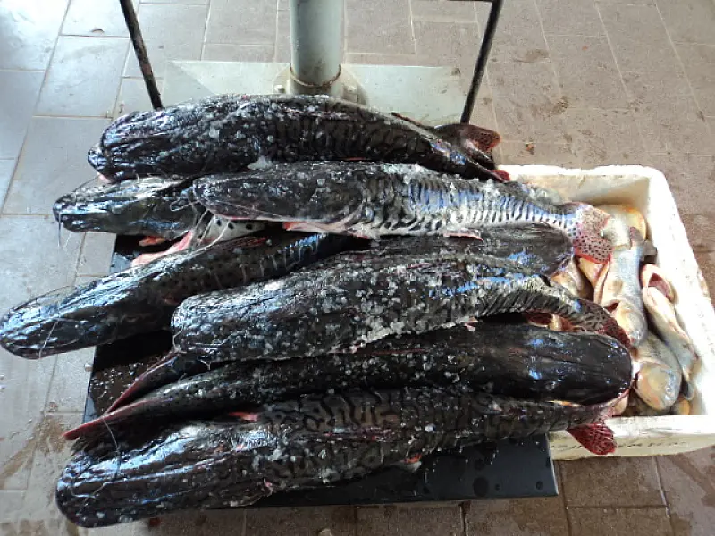 PMA apreende 53 kg de pescado irregular em ônibus de turistas paranaenses