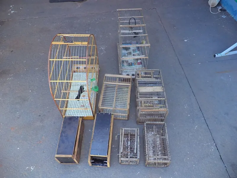Homem é autuado pela PMA por criar aves silvestres ilegalmente