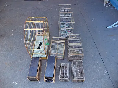 Homem é autuado pela PMA por criar aves silvestres ilegalmente