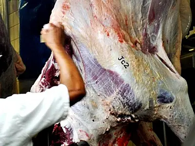 Precoce MS atinge a marca de 100 mil animais abatidos
