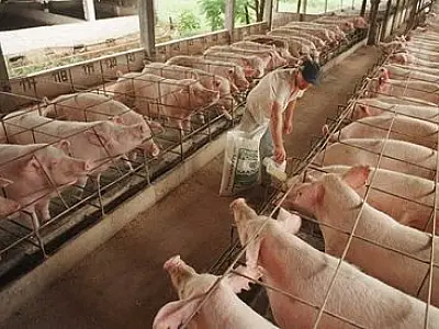 MS amplia em 4% o abate de suínos no primeiro trimestre de 2015