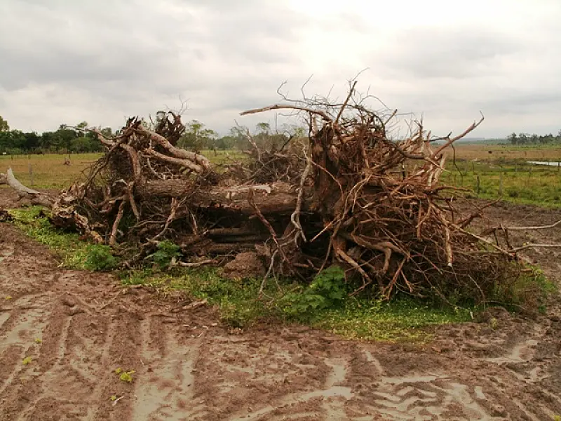PMA autua assentado em R$ 3 mil por derrubada de árvores