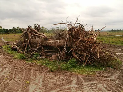 PMA autua assentado em R$ 3 mil por derrubada de árvores
