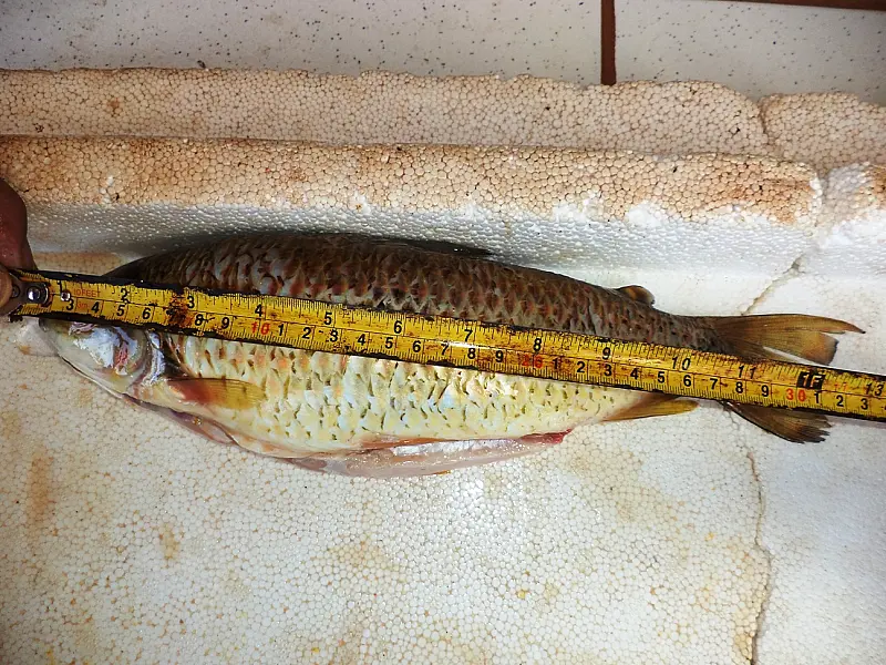 PMA prende pescador por captura de 40 kg de peixes fora da medida